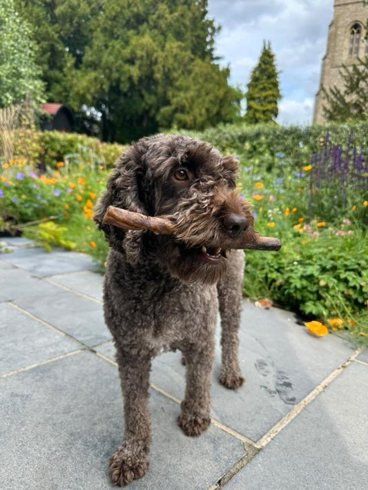 Regular Bulls Pizzle (20cm)