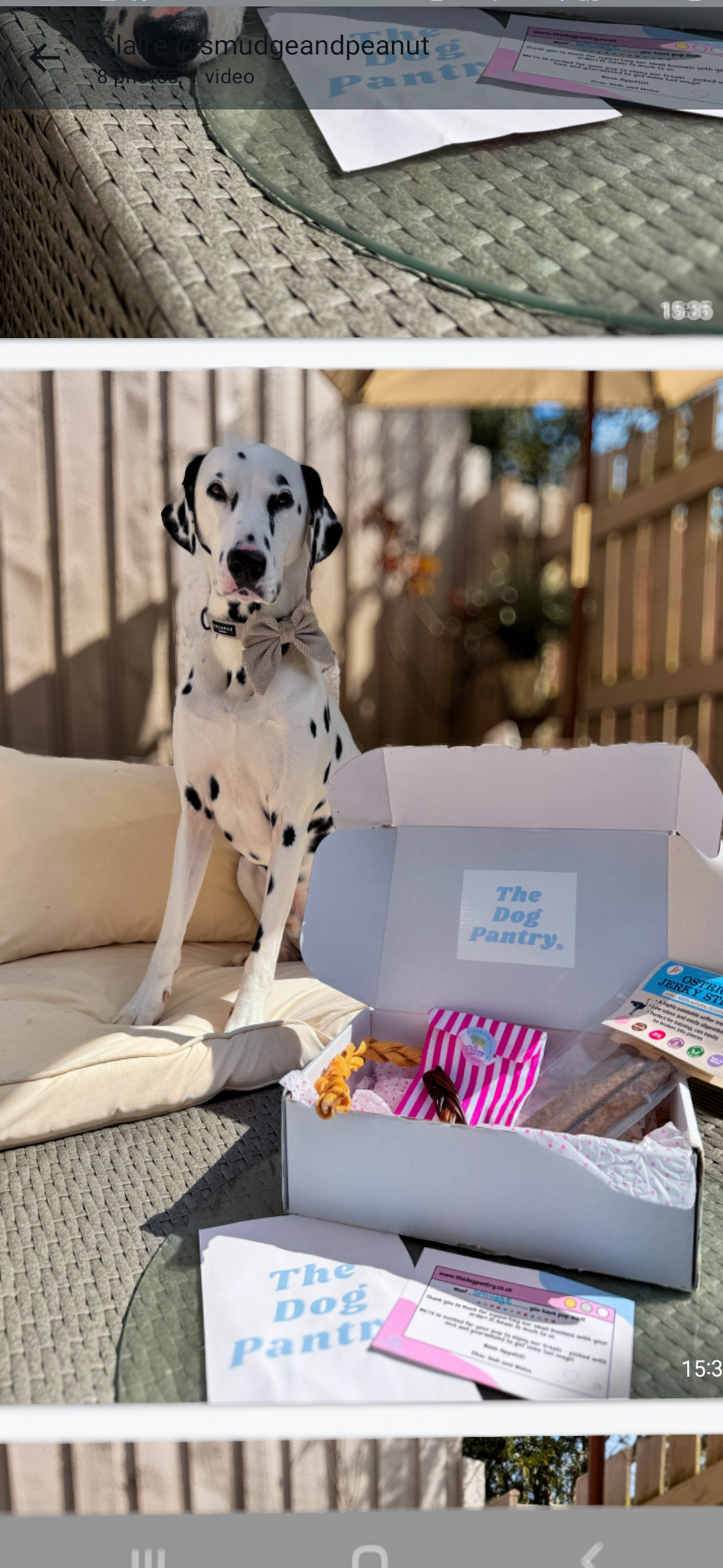 HUA Dalmatian Friendly