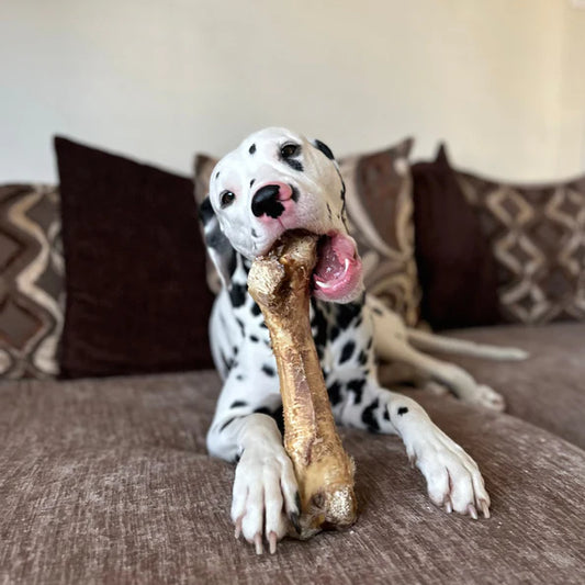 Ostrich bone