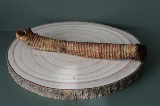 Goat Trachea